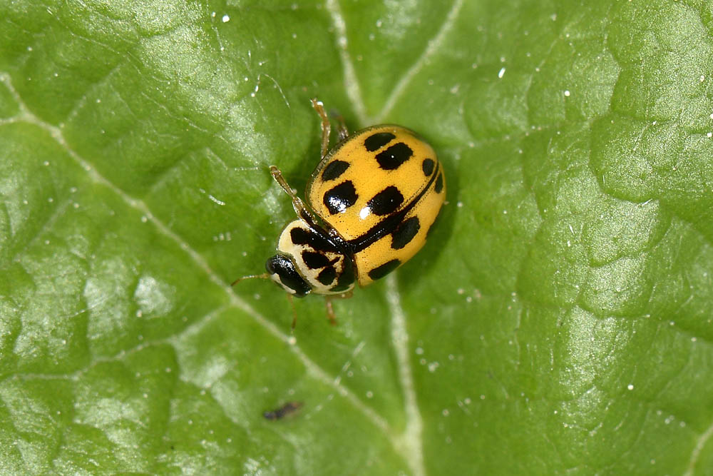 Coccinellidae: Propylea quatuordecimpunctata? S.